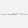 Phospho-Tau-S422 Rabbit pAb
